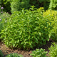Мята садовая колосистая Mentha spicata, ароматный саженец в контейнере - изображение 7