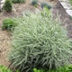 Куничник Overdam (вейник остроцветковый) декоративный злак Calamagrostis саженец в горшке 1.5 л - изображение 6