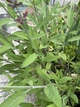 Шавлія лікарська "Salvia officinālis" - изображение 1