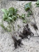 Брунера великолиста (brunnera macrophylla) ‘jack frost’ - зображення 2