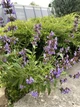 Шавлія лікарська "Salvia officinālis" - изображение 2