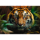 Puzzle Trefl Dziki Tygrys Premium Quality 1000 elementów (5900511107982) - obraz 2