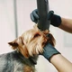 Професійна машинка для стрижки тварин Wahl Max 60, 2 швидкості, безщітковий мотор, мережева - зображення 5
