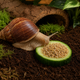 Корм для равликів ахатин Зерносуміш Містер Хелікс 100г - зображення 4