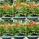 Плавающий солнечный фонтан с комплектом насадок (Solar Fountain Pump,) - изображение 5