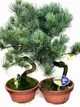 Бонсай Сосна Pinus Parvifolia в кераміці (18/45-50) - изображение 2