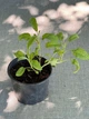 Шавлія лікарська "Salvia officinālis" - изображение 4
