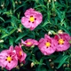 Семена Ладанник складчатый, Cistus crispus 10 шт/уп - изображение 1