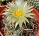 Семена Корифанта Рогоносная, Сoryphantha cornifera 5 шт/уп - изображение 3