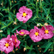 Семена Ладанник складчатый, Cistus crispus 10 шт/уп - изображение 4