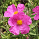 Семена Ладанник складчатый, Cistus crispus 10 шт/уп - изображение 5