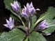 Семена Мандрагора лекарственная, Mandragora officinarum, 2 шт/уп - изображение 2