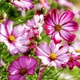 Семена Космос 'Candy Stripe', Cosmos bipinnatus 10 шт/уп - изображение 1