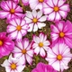 Семена Космос 'Candy Stripe', Cosmos bipinnatus 10 шт/уп - изображение 2