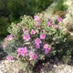 Семена Ладанник беловатый, Cistus albidus 10 шт/уп - изображение 2
