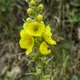 Насіння Дивина ведмеже вухо, Verbascum thapsus 0.2 гр/уп - зображення 6