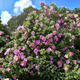 Семена Ладанник беловатый, Cistus albidus 10 шт/уп - изображение 3