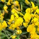 Насіння Кроталярія ситцева, Crotalaria juncea 5 шт/уп - зображення 3
