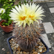 Семена Корифанта Вердермана, Coryphantha werdermannii 5 шт/уп - изображение 2