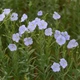 Семена Льна для сухоцветов, Linum usitatissimum 0,1 гр - изображение 2