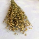 Семена Льна для сухоцветов, Linum usitatissimum 0,1 гр - изображение 4