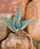 Насіння Ледебурія асперіфоліна , Ledebouria asperifolia 3 шт/уп - зображення 3