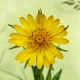 Насіння Козельці лучні, Tragopogon pratensis 10 шт/уп - зображення 2