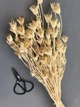 Семена Нигелла восточная, Nigella orientalis 10 шт/уп - изображение 4