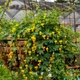 Семена Настурция иноземная, Tropaeolum peregrinum 3 шт/уп - изображение 2