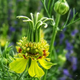 Семена Нигелла восточная, Nigella orientalis 10 шт/уп - изображение 6