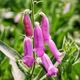 Семена Наперстянка Тапси, Digitalis thapsi 10 шт/уп - изображение 2