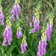 Семена Наперстянка Тапси, Digitalis thapsi 10 шт/уп - изображение 3