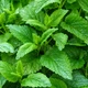 Насіння Меліса лимонна, Melissa officinalis 0.1 гр/уп - зображення 2