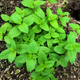 Насіння Меліса лимонна, Melissa officinalis 0.1 гр/уп - зображення 3