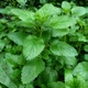 Насіння Меліса лимонна, Melissa officinalis 0.1 гр/уп - зображення 4