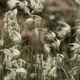 Насіння Лігіум спартум, Lygeum spartium 5 шт/уп - зображення 2