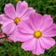 Семена Космос Vega Early Dwarf Rose, Cosmos bipinnatus 10 шт/уп - изображение 2
