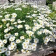 Насіння Нив'яник May Queen, Leucanthemum vulgare 0.1 гр/уп - зображення 3