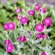 Семена Лихнис корончатый, Silene coronaria 0.1 гр/уп - изображение 6
