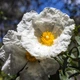 Семена Ладанник тополелистный, Cistus populifolius 10 шт/уп - изображение 2