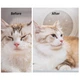 Сушка Petkit AIRSALON Max Pro Smart Pet Dryer PD10 - изображение 8