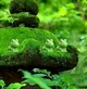 Міні фігурки жабки 25 шт декоративні міні жабки для саду флораріуму та декору - зображення 4
