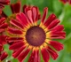 Геленіум осінній Ранчера (Helenium Ranchera) С2 - зображення 2