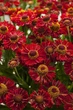Геленіум осінній Ранчера (Helenium Ranchera) С2 - зображення 4