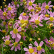 Насіння Кореопсис рожевий 'American Dream', Coreopsis rosea 20 шт/уп - зображення 3
