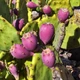 Насіння Опунція Прямостояча, Opuntia stricta 5 шт/уп - зображення 2