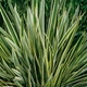 Семена Новозеландский лён 'Variegatum', Phormium tenax 5 шт/уп - изображение 2