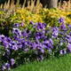 Семена Петуния 'Daddy Blue' F1, Petunia x hybrida grandiflora 10 шт/уп - изображение 3