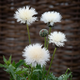 Семена Василек мускусный 'The Bride', Centaurea imperialis 5 шт/уп - изображение 2