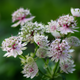 Семена Астранция крупная, Astrantia major 10 шт/уп - изображение 3